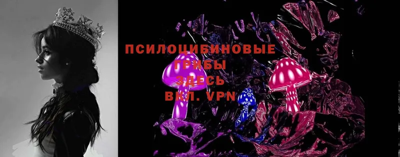 Псилоцибиновые грибы Psilocybe  Белоярский 